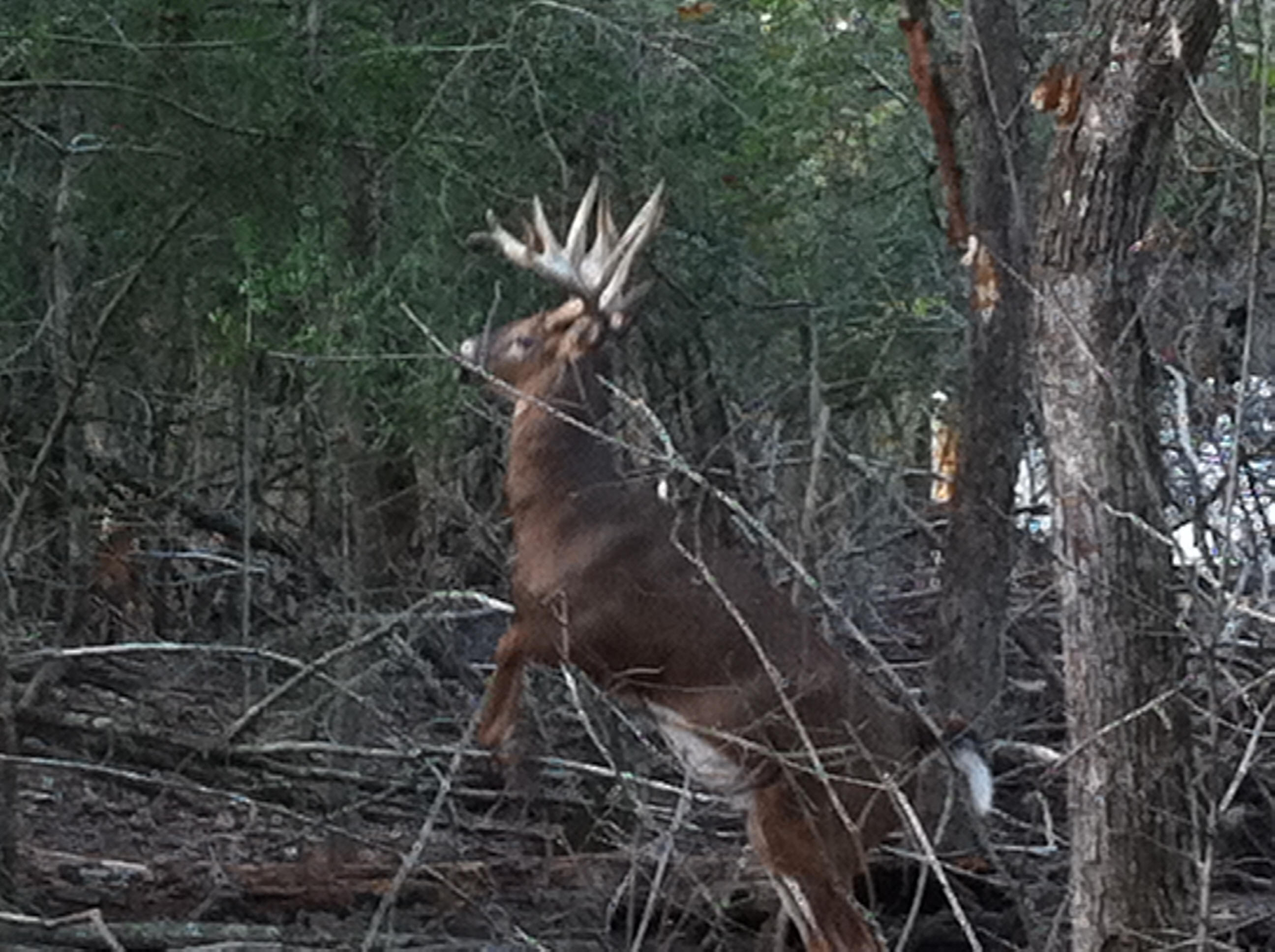 Duck and Goose Hunting Southwest Louisiana Rice Field No limit goose